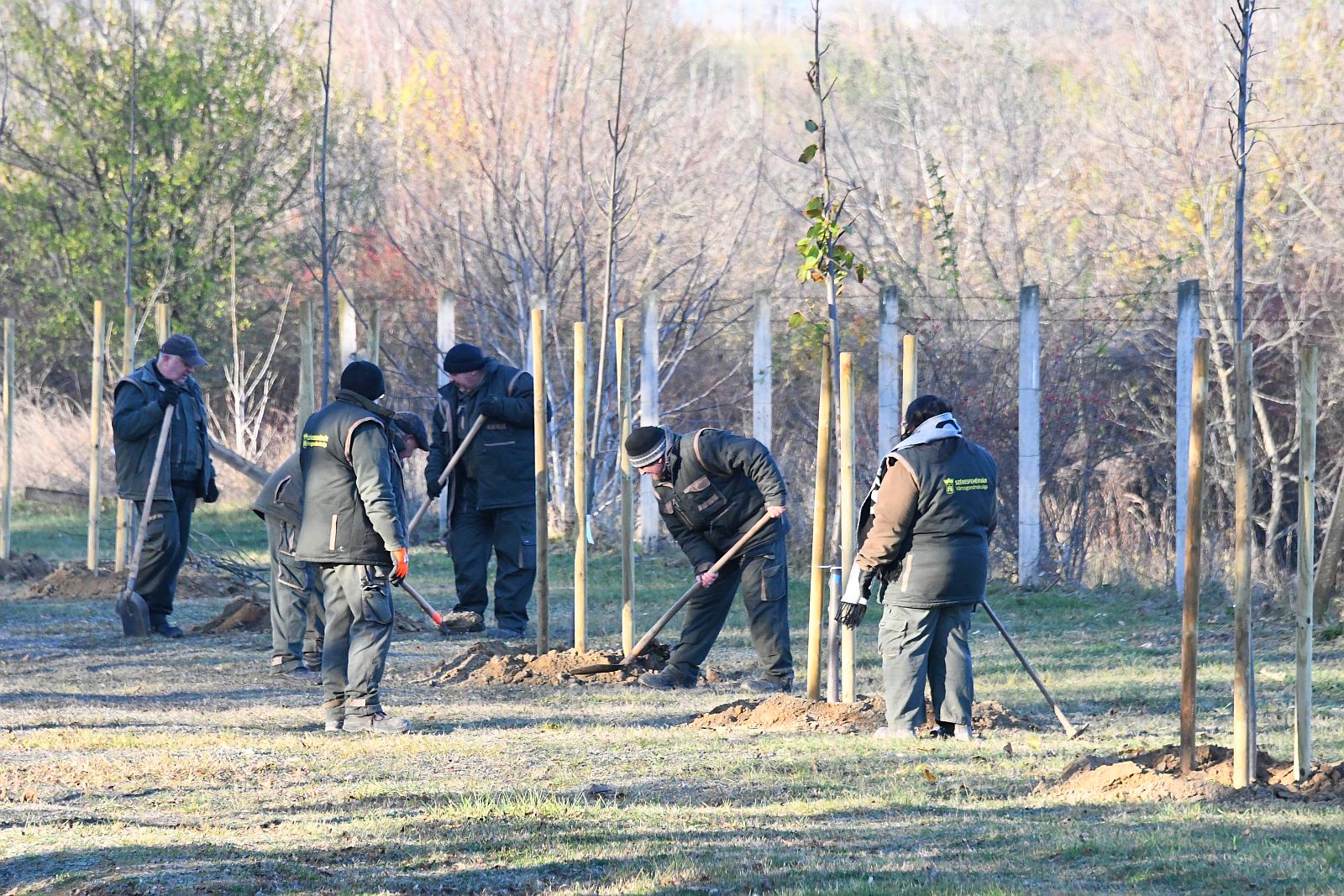 Kétszáz többször iskolázott fát ültettek a Béla úti temetőben és környékén